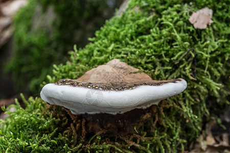 死树干上腐烂的蘑菇苔藓森林绿色真菌火种棕色生长海绵分解者树干图片