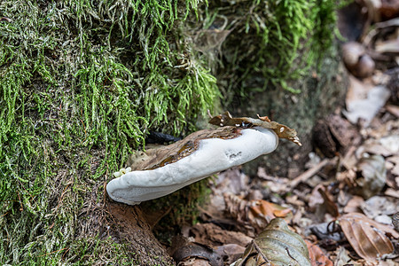 死树干上腐烂的蘑菇绿色棕色真菌森林海绵分解者火种生长苔藓树干图片