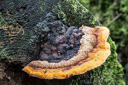 死树干上腐烂的蘑菇绿色树干生长棕色火种分解者苔藓海绵森林真菌图片