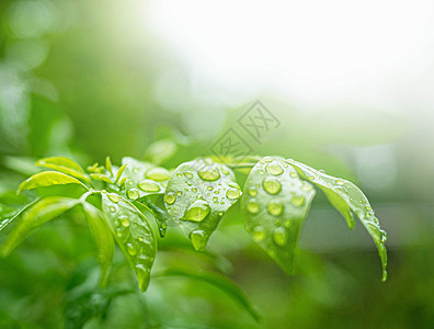 绿叶的分支与水滴在自然背景上我季节环境下雨天生活宏观阳光叶子树叶热带花园背景图片