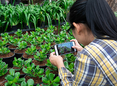 农民用手机在温室里拍摄苗圃 技术与农业概念相提并论 笑声生产农田照片摄影场地环境农村园艺植物工人图片