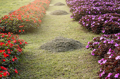 美丽的花朵和草堆 在花园的边上 在花园里图片