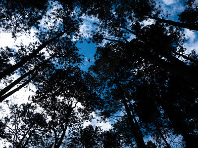 在蓝天空背景的森林中 树底是高大的松树森林公园农村蓝色生长草地季节天空国家生活图片