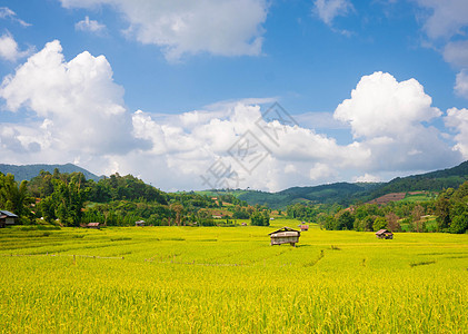 早上从山顶看泰国清迈区人们的农业区景观农场农村树木草地森林乡村村庄绿色天空国家图片