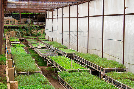 年轻植物生长在有阳光的温室里 可以种植或出售 选择性地集中关注花园栽培蔬菜建筑学农场收成叶子幼苗种植园市场图片