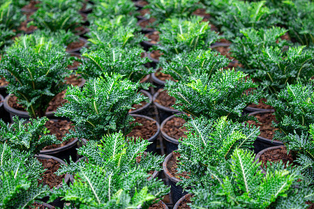 夏日在温室里生长的年轻植物 有选择性地聚焦公园热带建筑学市场技术农场玻璃栽培生产环境图片