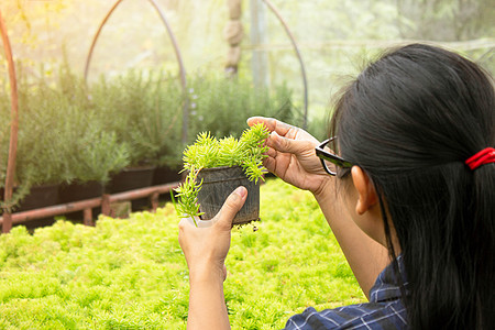 亚洲女性园丁对在温室种植或出售的塑料锅中生长的植物进行照料植物群店铺农民场地技术环境农业检查苗圃花园图片