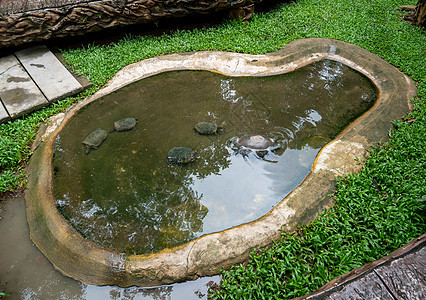 一群海龟在公共花园的小池塘里游泳图片