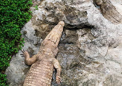 鳄鱼躺在岩石上 在公共花园的池塘旁图片