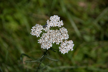 草地里有花茎和白花的麻罗药材白色植物绿色草药西洋维泽蓍草杂草图片
