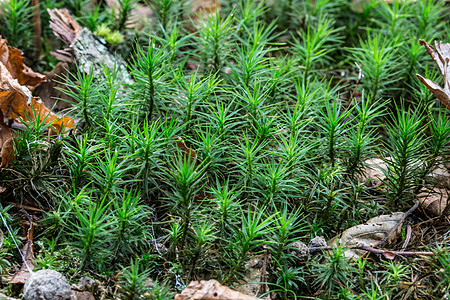 枯木树干上的绿苔松果森林星苔绿色软垫花药土壤针叶林苔藓水果摊图片