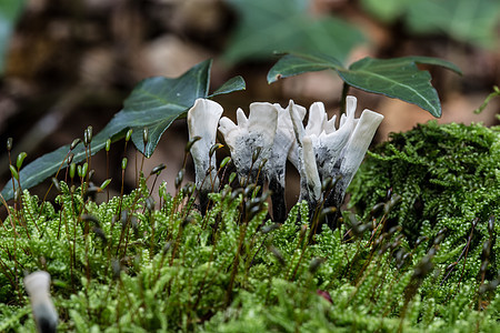 珊瑚蘑菇在苔中的枯木上落叶林皮革树干实体棕色苔藓绿色生长图片