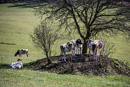 奶牛在树下寻求遮荫白色树木沙顿反刍动物爬坡草地养牛绿色号角手分支机构图片