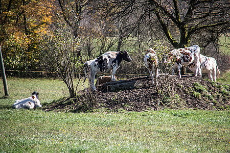 奶牛在树下寻求遮荫棕色牧场号角手反刍动物分支机构阴影白色养牛爬坡树木图片
