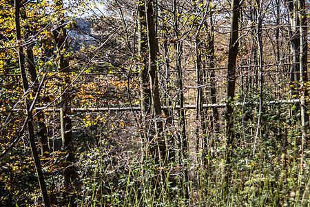 作为旅游景点的吊桥小路绿色路径森林信封棕色木板树木树叶分支机构图片