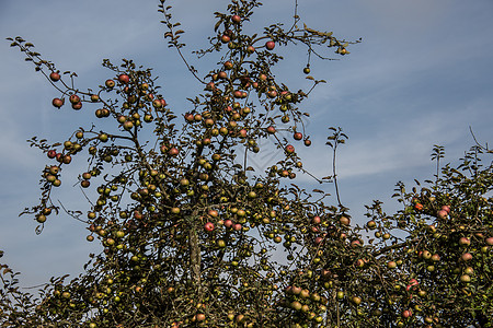 水果创意树枝上的彩色苹果落叶天空植物水果绿色庄稼黄色食物蓝色仁果背景