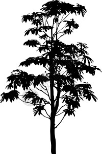 孤立在白色背景上的矢量树剪影 现实主义阴影插图生物学林地灌木涂鸦乔木公园环境草图图片
