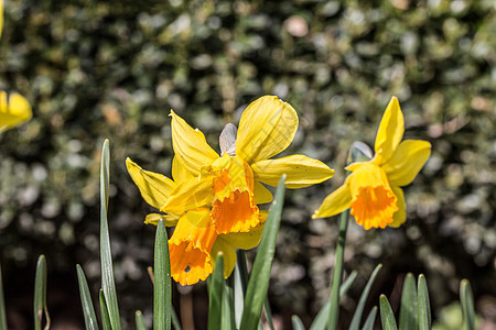春时黄色水仙或水仙花瓣静脉水仙花喇叭小号树叶钟声绿色棕色花坛图片