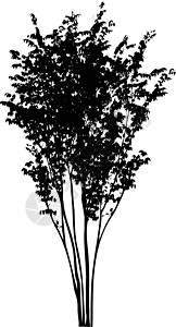 孤立在白色背景上的矢量树剪影 现实主义灌木衬套阴影公园环境树干林地曲线涂鸦生物学图片