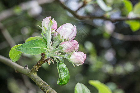 春天的粉红白苹果花玫瑰仁果花朵白色粉色雄蕊攻防战花瓣树叶灌木图片