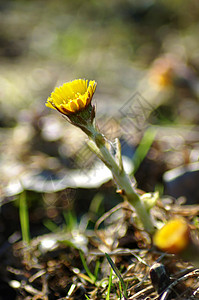 早春小山脚花黄色季节性绿色公园植物群野花树木花瓣活力荒野图片