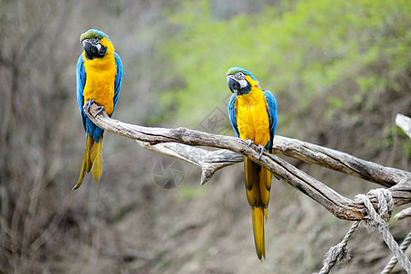 蓝色和金金金鹦鹉热带尾巴金子鹦鹉羽毛栖息野生动物翅膀冒充生活图片