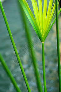 Cyperus 伞状植物和冲水时光的反光叶子绿色植物群莎草热带建筑学花园树叶植物学香附图片