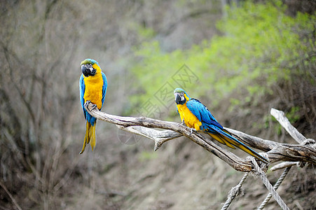 蓝色和金金金鹦鹉夫妻鹦鹉冒充鸟舍尾巴野生动物鸟类羽毛荒野栖息图片