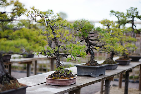 盆木的一行植物分支机构市场艺术花园竹子樱花松树土壤树干图片
