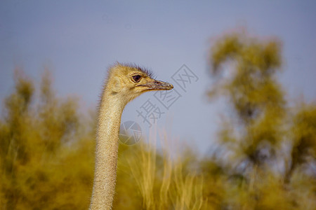 Ostrich 在约特瓦塔海巴自然保护区酒吧地区气候旅游荒野环境野生动物旅行濒危公园图片