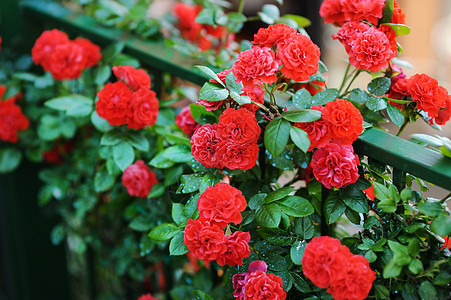 花岗背景的玫瑰灌木详情花朵衬套公园花园叶子树篱植物园艺植物学荒野图片