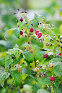 红莓在树枝上茶点季节花园农场节食美食浆果生长枝条农业图片