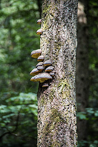 有寄生树真菌的树干生长寄生虫火种森林棕色植物树菌绿色图片