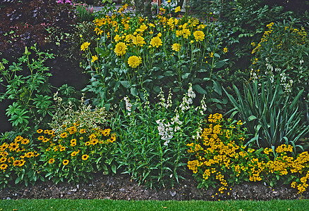 在一个乡村花园的黄色和白色花朵边框图片