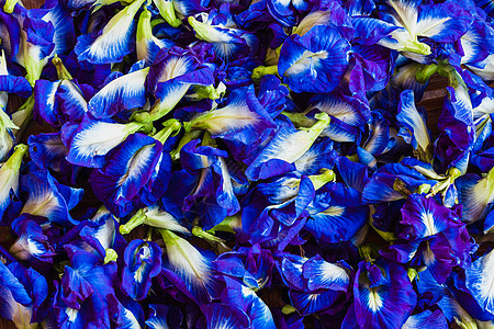 竹茶新鲜蝶豆花文化工具紫色蓝色植物竹子太阳艺术食物蝴蝶图片