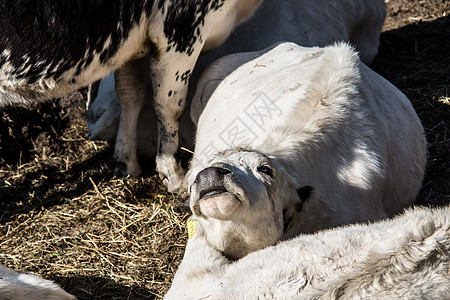 牲畜在牧草中奶牛喇叭牛奶反刍动物应商图片