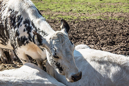 牲畜在牧草中反刍动物喇叭应商牛奶奶牛图片