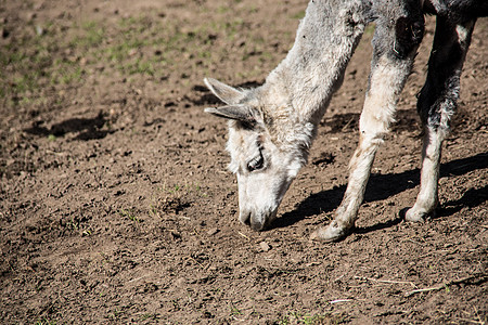 牧草上的拉马骆驼老茧羊毛草地野生动物图片