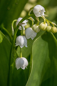 山谷的莉莉植物花朵森林绿色单子白色图片