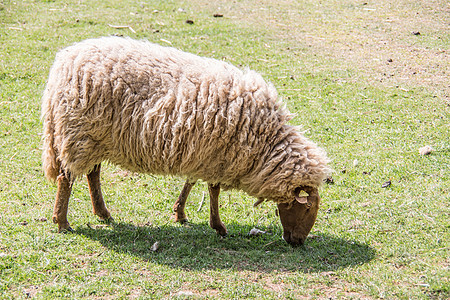 进食时 在牧草中放羊食草绿色毛皮害群艺术动物羊毛牧场山羊宠物图片
