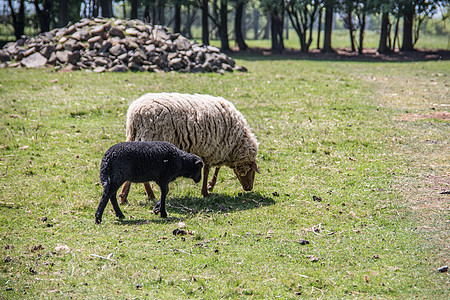 进食时 在牧草中放羊食草羊毛牧场反刍动物宠物绿色群居山羊毛皮害群图片