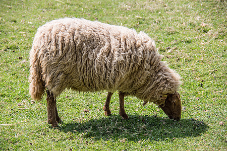 进食时 在牧草中放羊绿色宠物羊毛害群山羊毛皮反刍动物牧场食草群居图片
