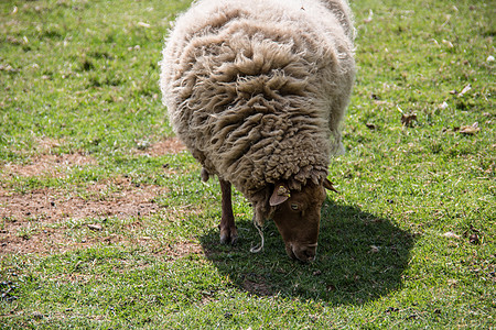 进食时 在牧草中放羊绿色山羊害群食草群居羊毛动物宠物反刍动物牧场图片