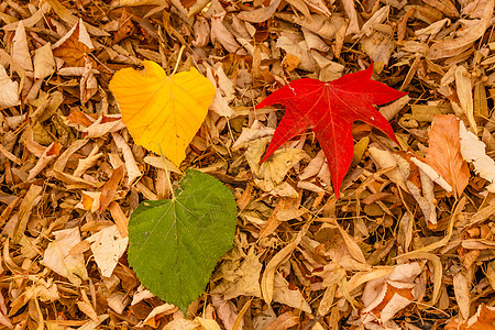 枫叶三叶红 黄 绿 在干叶的地毯上背景