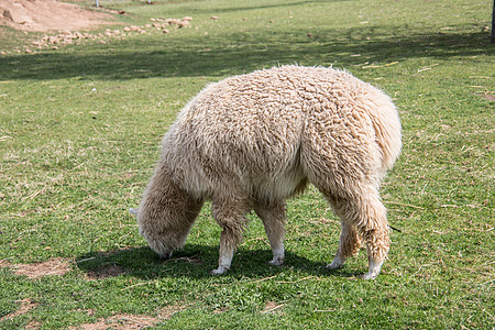 食用时在牧草上拉马骆驼长颈食草哺乳动物动物绿色棕色农场老茧牧场图片