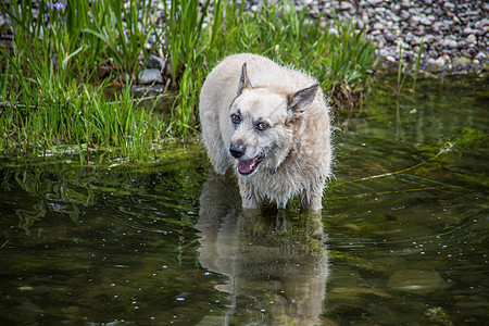 毛毛狗去游泳了绿色洗澡家畜反思白色野狗旅行支撑牧羊犬图片