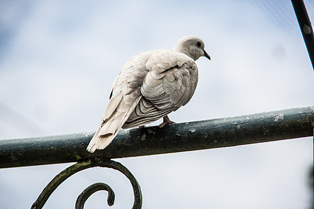 在花园里笑白鸽子羽毛尾羽打扫草地笑鸽灰色白色绿色苍蝇鸟类图片