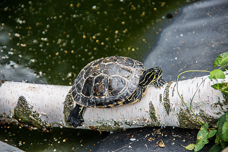 水边的沼泽乌龟甲壳反思爬虫水生生物黑色黄色水族馆爪子温暖图片
