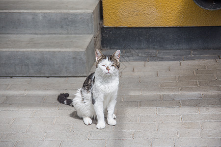 楼梯上的白灰家猫捕食者灰色白色动物小老虎野猫食肉胡须妙恩凝胶图片