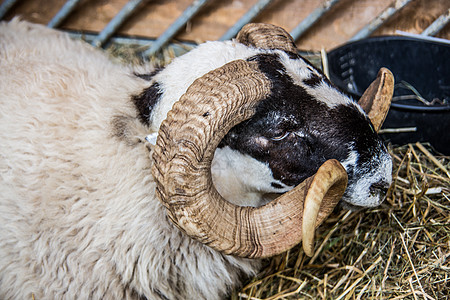 大角羊在马棚里喇叭农场棕色宠物山羊白色羊毛恶语反刍动物动物图片